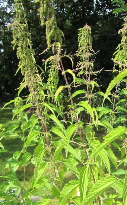 Stinging Nettle in seed